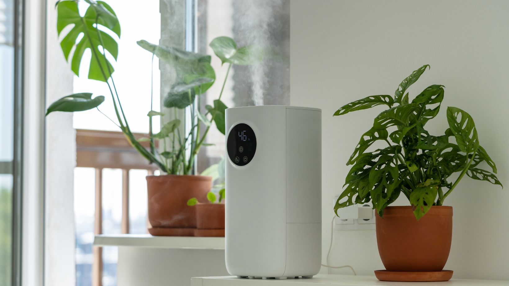 plants that clean the air in your house